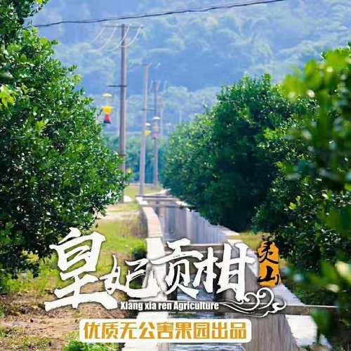 靈山皇帝柑