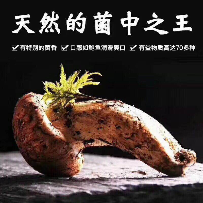 松茸