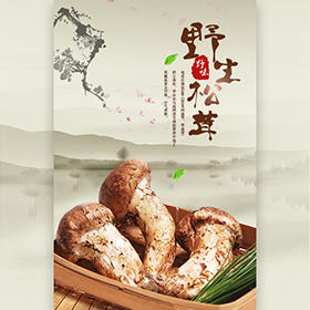 云南野生菌松茸雞樅產(chǎn)品介紹