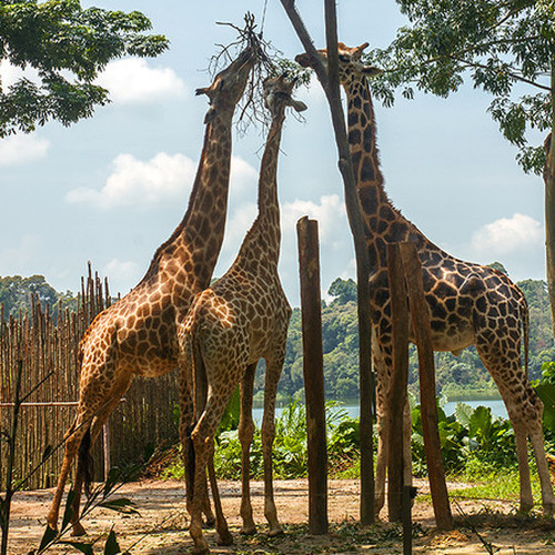 新加坡動物園
