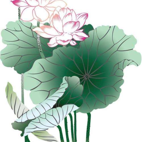 荷花