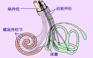 面瘫分几类，各有何特点？