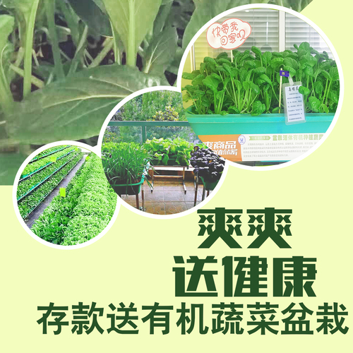 有機(jī)種植蔬菜~~~~爽爽送健康活動(dòng)重磅來(lái)襲