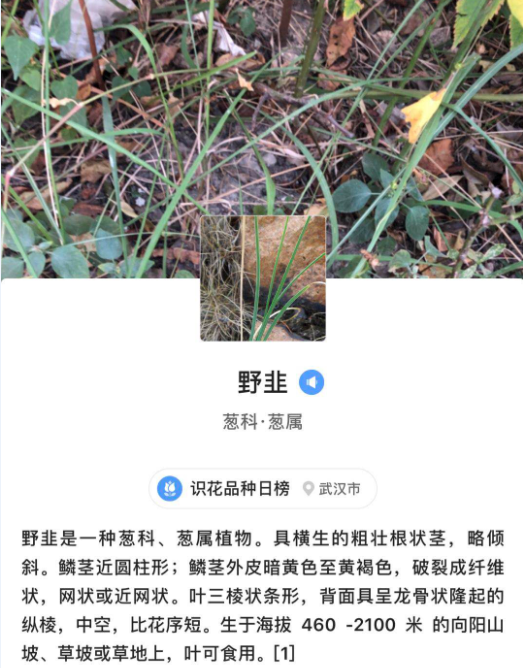 野韭