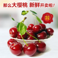 鮮生理好，那么大櫻桃，新鮮開賣