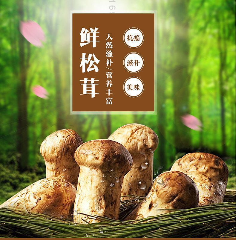 香格里拉—藏香松茸