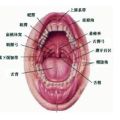 經常口腔潰瘍的原因有哪些?