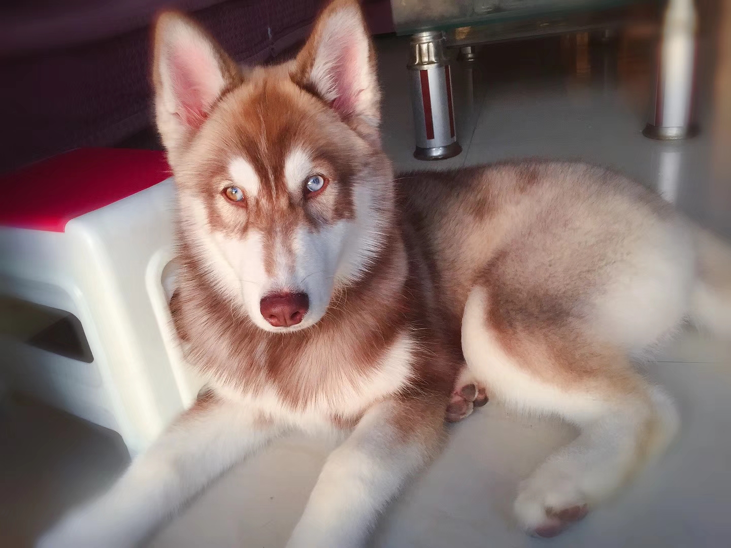 重庆寻狗启示丨借网友们的洪荒之力帮我找到狗狗