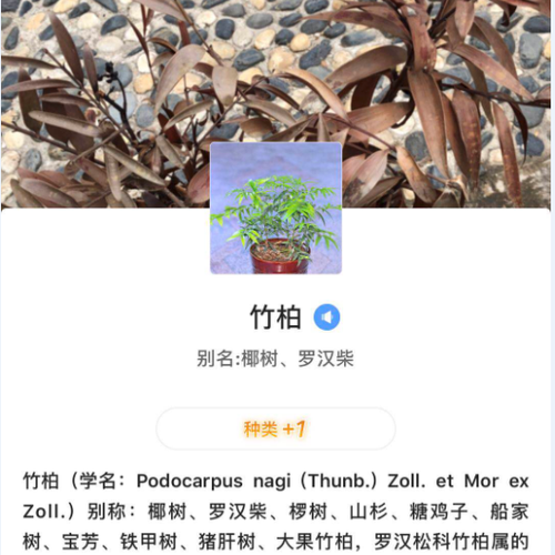 竹柏