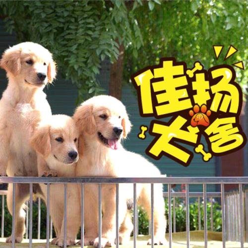寵物，犬舍，狗狗，品種犬，犬