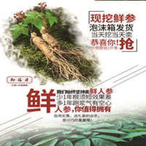 鮮人參