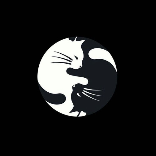 《猫》