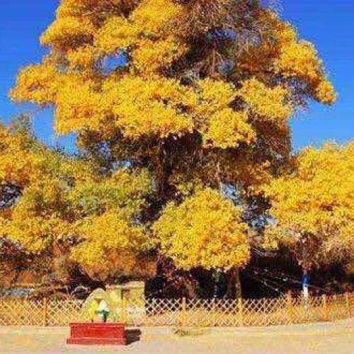 房車6天5晚額濟(jì)納旗+嘉峪關(guān)城樓+張掖丹霞地貌~