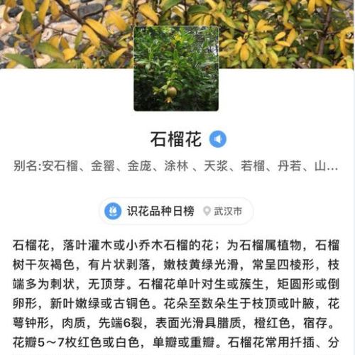 石榴花