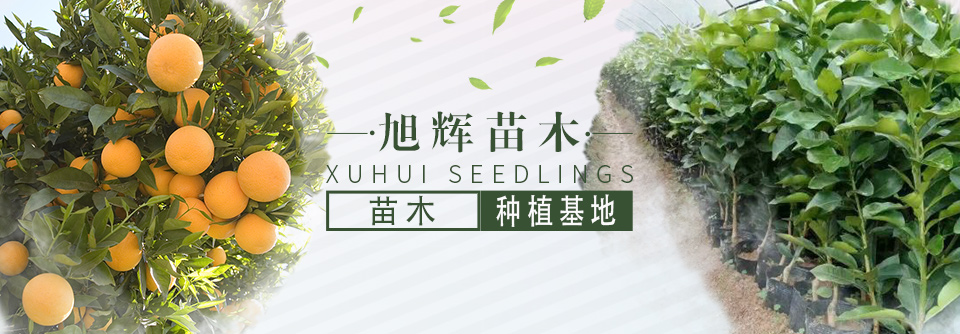 旭輝苗木
