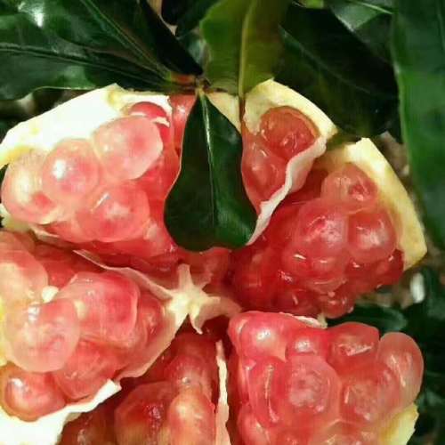 中秋佳禮 蒙自石榴