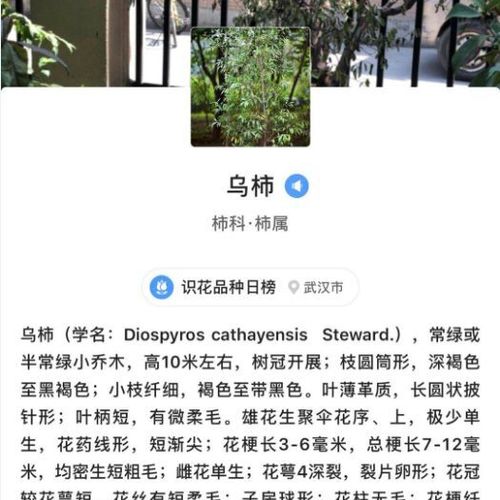 烏柿