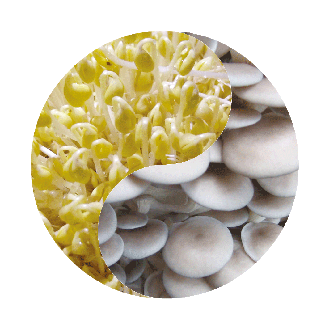 遵义市汇川区泗渡镇布政村张家湾食用菌种植基地