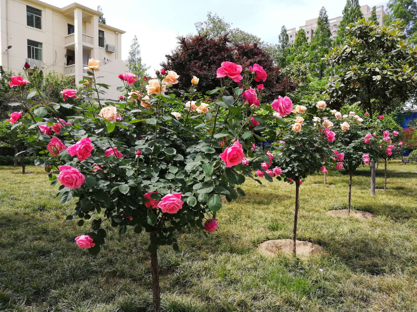 兴平市委办公室打造“美丽机关”掠影