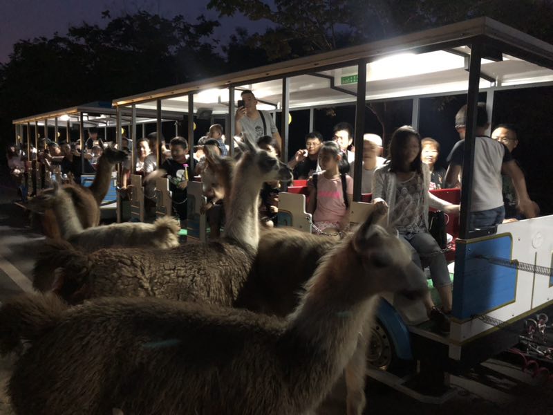 濟南野生動物世界夜探動物城