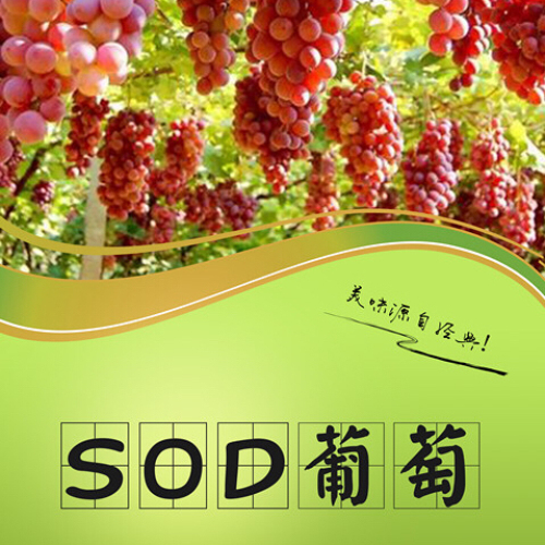 心干凈SOD葡萄等你來！