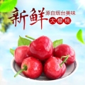 龍任煙臺大櫻桃火熱預售中