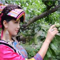 四川·昭化亭子湖首屆羌脆李采摘節