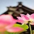 精美歌曲《一生無悔》