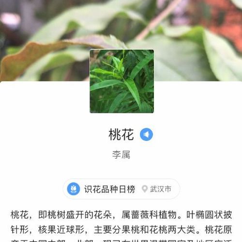 桃花