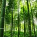 竹纖維木塑模板——新一代環(huán)保節(jié)能材料