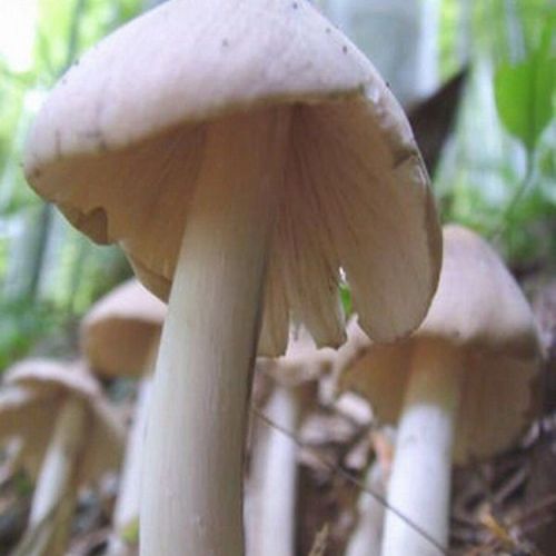種菌就種雞樅菌