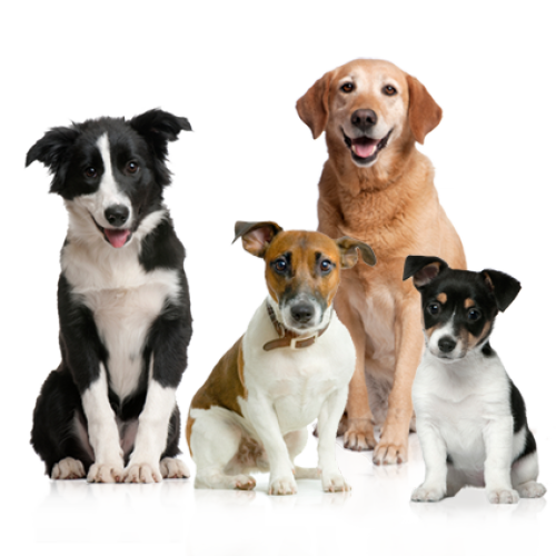 猛仕生物寵物醫(yī)院專供產(chǎn)品介紹
