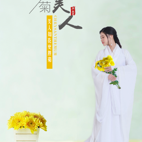本無塵·菊美人
