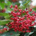 大田之星花椒施肥套餐