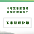 玉米管理快讯