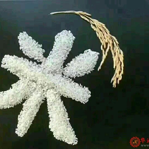 蟹稻米