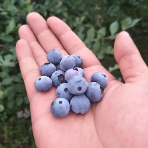 贵州有机蓝莓