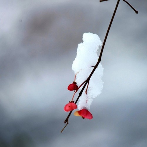 小雪飘飘落酒池