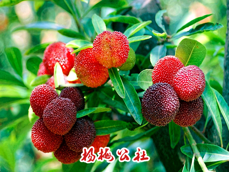 杨梅公社-杨梅节欢迎您